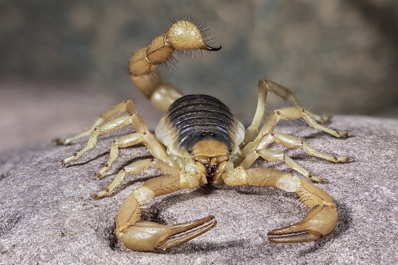 this image about Arizona Giant Hairy Scorpions