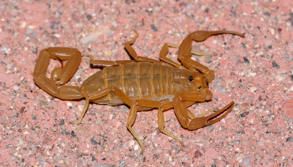 this image about Bark Scorpions