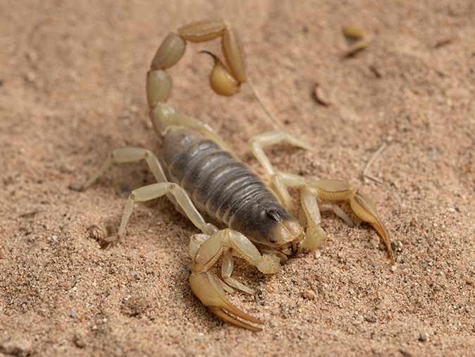 this image about Desert Hairy Scorpions